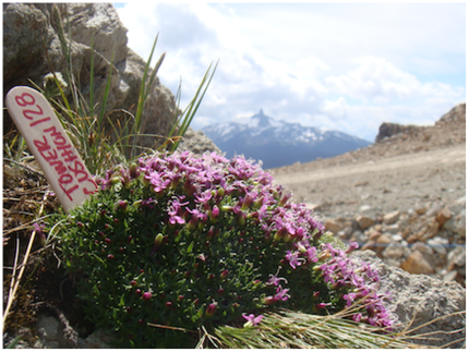 Silene acaulis (moss campion), a nearly ubiquitous alpine/arctic cushion plant in the Northern Hemisphere. (Moleda 2012)