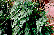 Southern maidenhair fern (Adiantum capillus-veneris), an indicator species for hanging gardens. 
